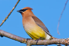 parc-de-la-gatineau-outaouais-jaseur-oiseau-quebec-le-mag