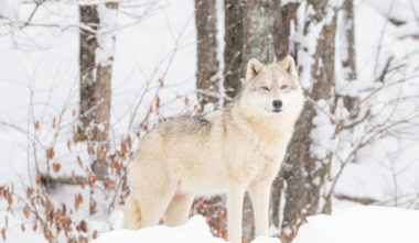 Parc Oméga : observation du loup arctique en hiver