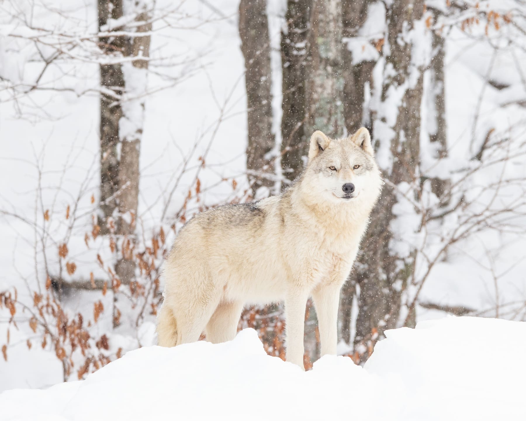 Parc Oméga : observation du loup arctique en hiver