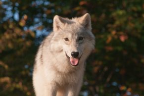 Parc Oméga : observation du loup arctique en automne