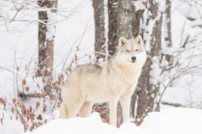Parc Oméga : observation du loup arctique en hiver