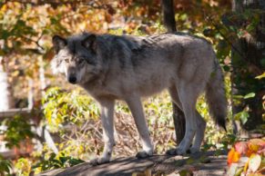 Parc Oméga : observation du loup gris en automne