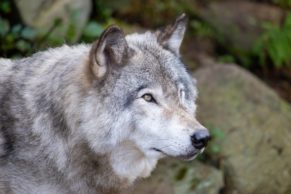 Parc Oméga : observation du loup