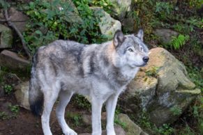 Parc Oméga : observation du loup gris