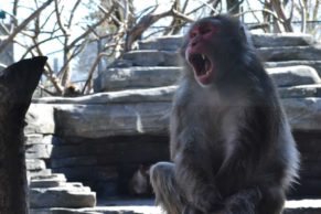 zoo-de-granby-cantons-de-lest-macaque-japonais-quebec-le-mag