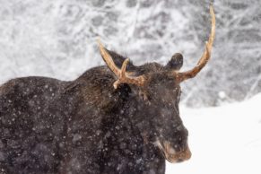 Parc Oméga : observation de l'orignal en hiver