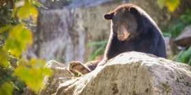 Parc Oméga : observation de l'ours en automne