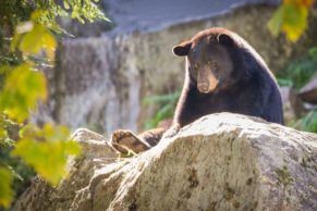 Parc Oméga : observation de l'ours en automne