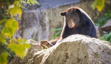 Parc Oméga : observation de l'ours en automne