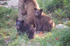 Parc Oméga : observation de l'ours