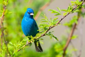 parc-de-la-gatineau-outaouais-oiseau-passerin-indigo-quebec-le-mag