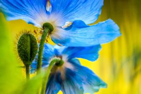 jardins-de-metis-gaspesie-pavot-bleu-quebec-le-mag