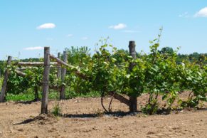 la-route-des-vins-brome-missisquoi-pied-de-vigne-quebec-le-mag