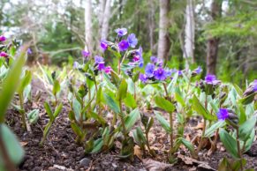 jardins-de-metis-gaspesie-pulmonaire-fleur-quebec-le-mag