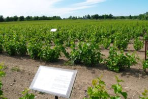 la-route-des-vins-brome-missisquoi-pied-de-vigne-quebec-le-mag