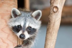 refuge-pageau-abitibi-temiscamingue-raton-quebec-le-mag