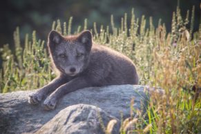 Parc Oméga : observation du renard arctique