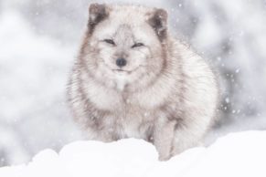 Parc Oméga : observation du renard arctique en hiver