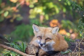 Parc Oméga : observation du renard roux en automne