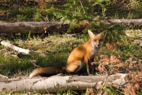 Parc Oméga : observation du renard roux