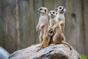 zoo-de-granby-cantons-de-lest-suricate-quebec-le-mag
