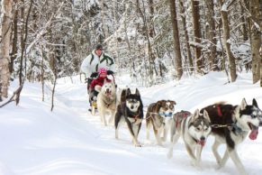 kinadapt-chien-lanaudiere-traineau-a-chien-quebec-le-mag