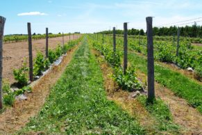 la-route-des-vins-brome-missisquoi-vigne-quebec-le-mag