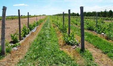 la-route-des-vins-brome-missisquoi-vigne-quebec-le-mag