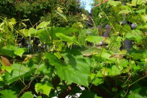 la-route-des-vins-brome-missisquoi-vigne-quebec-le-mag