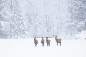 Parc Oméga : observation du wapiti en hiver