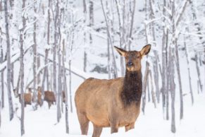 Parc Oméga : observation du wapiti en hiver