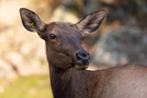 Parc Oméga : observation du wapiti