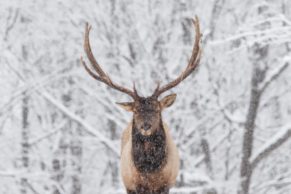 Parc Oméga : observation du wapiti en hiver