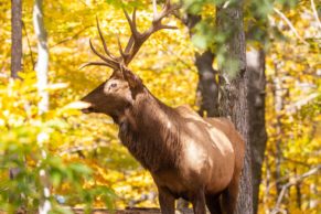 Parc Oméga : observation du wapiti en automne