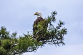 auberge-manawan-lanaudiere-aigle-quebec-le-mag