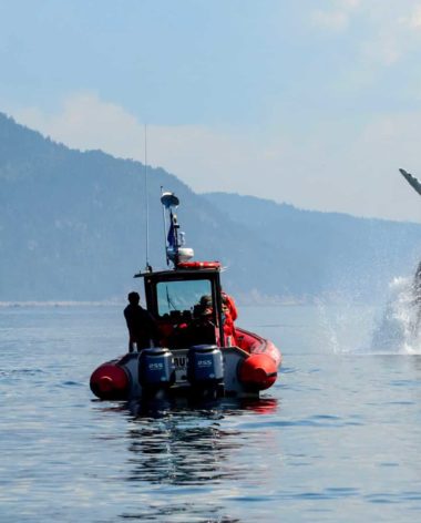 experience-observation-de-la-faune-baleine-quebec-le-mag