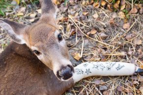 refuge-pageau-abitibi-temiscamingue-biche-quebec-le-mag