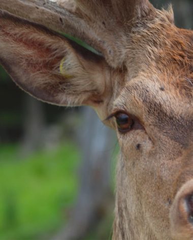 cerf-de-virginie-parc-omega-quebec-le-mag