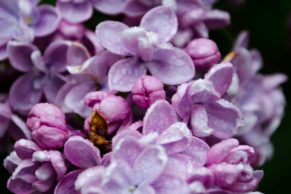 fleurs-les-jardins-de-metis-gaspesie-quebec-le-mag