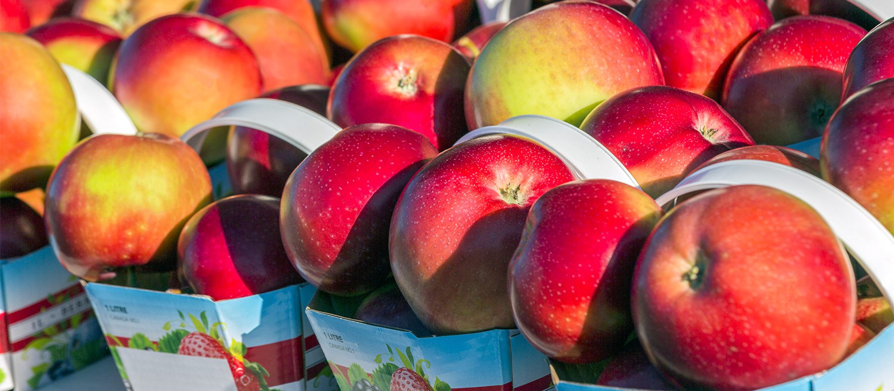 ile-orleans-terroir-gourmand-quebec-pomme-quebec-le-mag