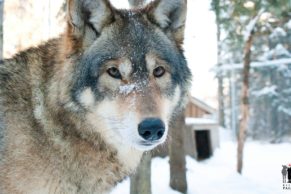 refuge-pageau-abitibi-temiscamingue-loup-quebec-le-mag