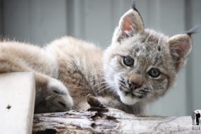 refuge-pageau-abitibi-temiscamingue-lynx-quebec-le-mag