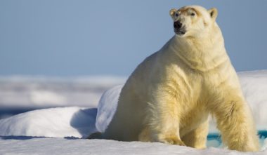 ours-polaire-debout-nunavik-quebec-le-mag