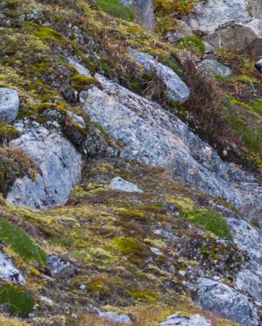 ours-polaire-nunavik-animal-quebec-quebec-le-mag