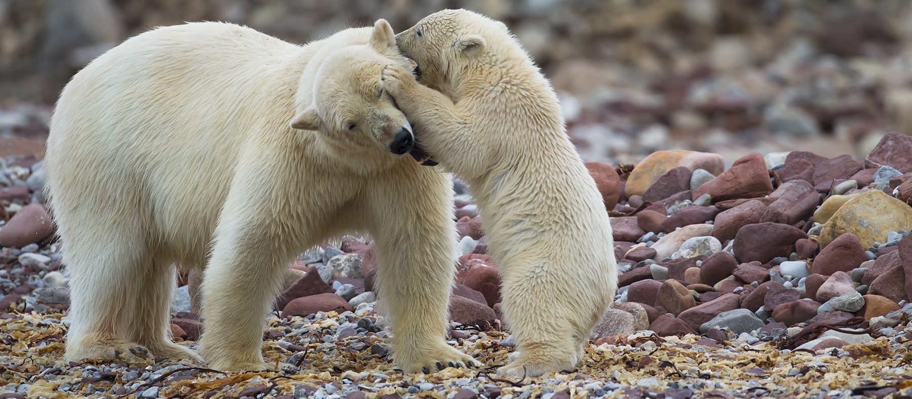 L Ours Polaire Une Icone Du Grand Nord Quebecois Quebec Le Mag