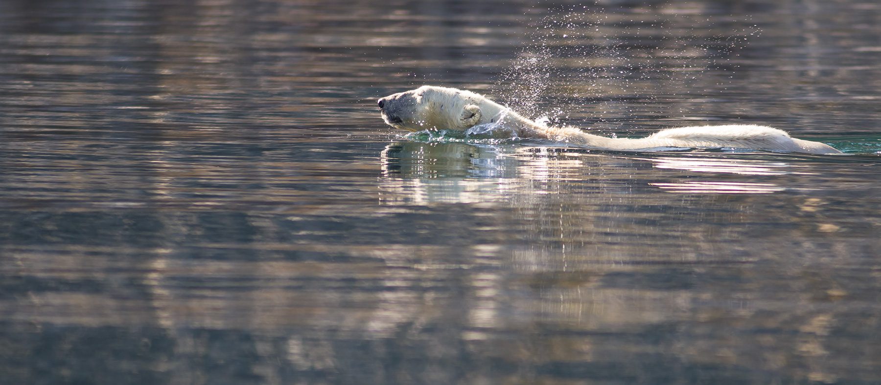 ours-polaire-nunavik-nage-blanc-quebec-le-mag