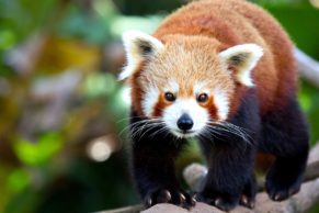 panda-zoo-de-saint-felicien-saguenay-lac-saint-jean-quebec-le-mag