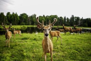 zoo-sauvage-saint-felicien-saguenay-lac-saint-jean-animaux-observation-biche-quebec-le-mag