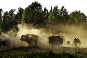 zoo-sauvage-saint-felicien-saguenay-lac-saint-jean-animaux-observation-bison-quebec-le-mag