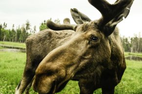 zoo-sauvage-saint-felicien-saguenay-lac-saint-jean-animaux-observation-orignal-quebec-le-mag